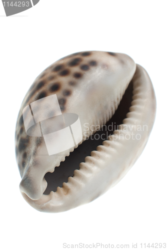 Image of Seashell with dark spots