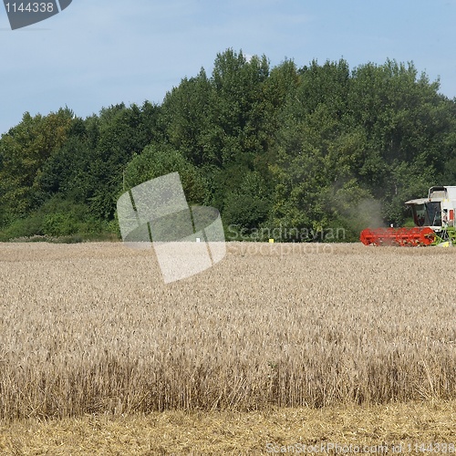 Image of Harvest