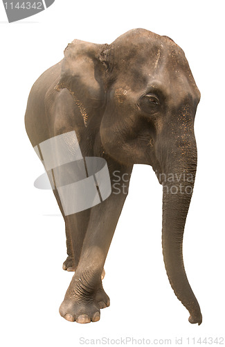 Image of elephant