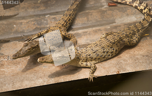 Image of two crocodiles