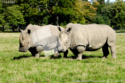 Image of Rhino