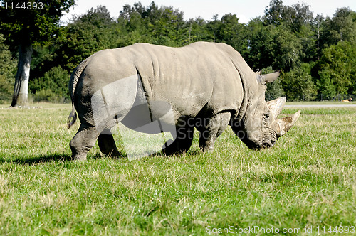 Image of Rhino