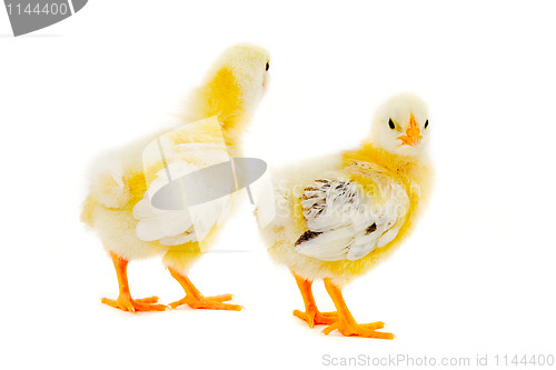 Image of Two chicks