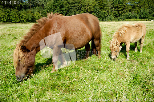 Image of Horse and foal