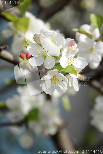 Image of Blooming tree