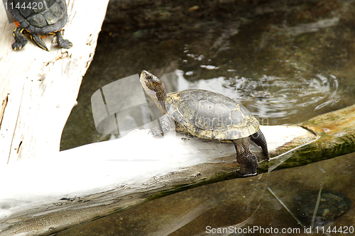 Image of Turtles in the zoo