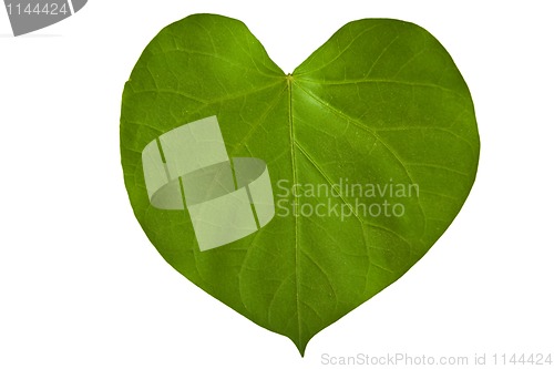 Image of A heart shaped green leaf