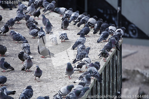 Image of Pigeon