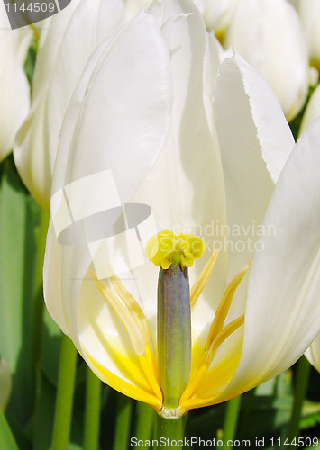 Image of White Tulip 