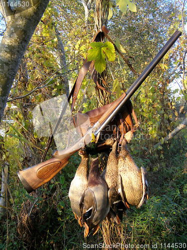 Image of Hunting a duck