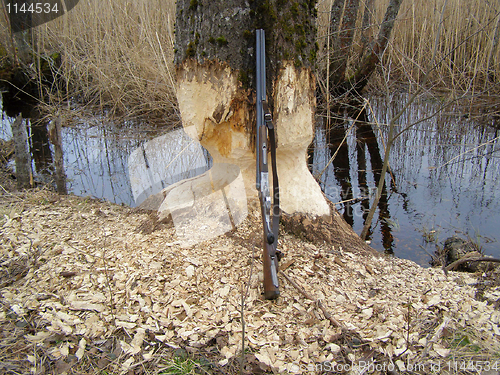 Image of Hunting  the beaver