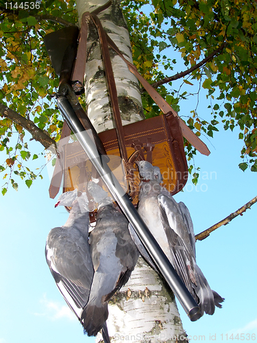 Image of Hunting a ringdove
