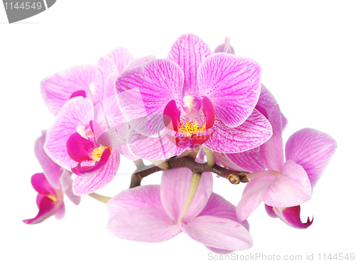 Image of orchid on white