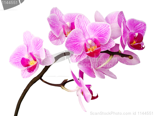 Image of isolated orchid