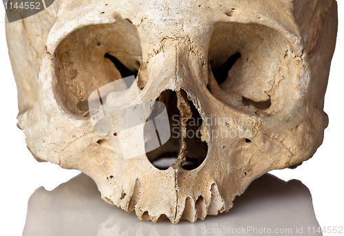 Image of skull on white