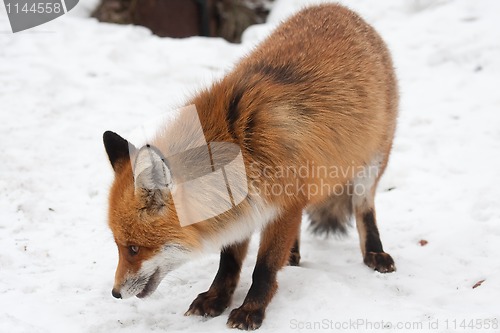 Image of Red fox