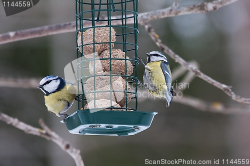 Image of blue tits