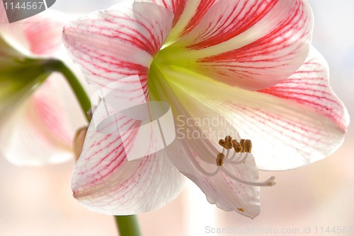 Image of Lily closeup