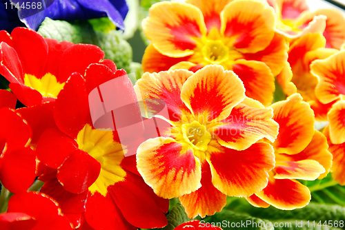 Image of Primrose