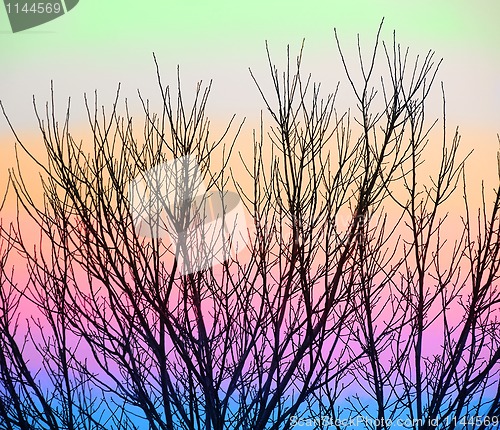 Image of Colorful branch background