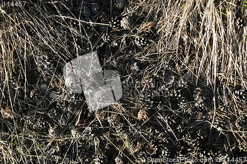 Image of Pine Cone Texture