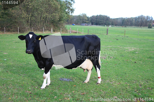 Image of Black cow