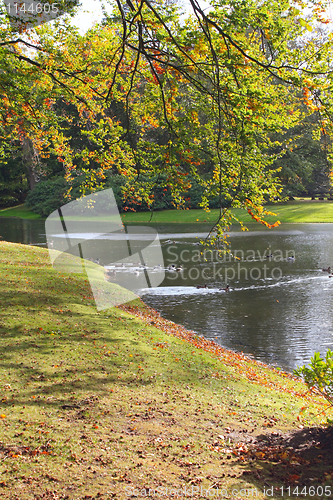 Image of Autumn forest