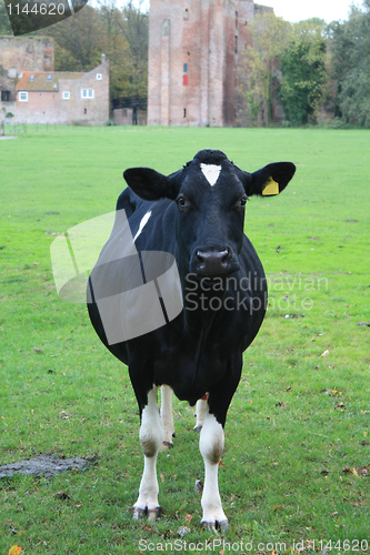 Image of black cow in a meadow