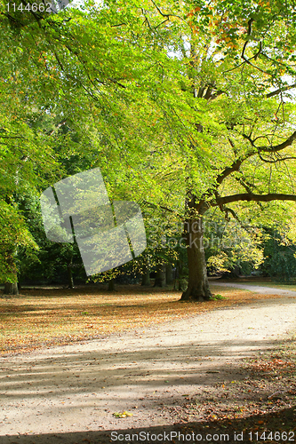 Image of Autumn trees