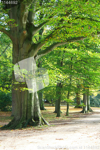 Image of Autumn forest