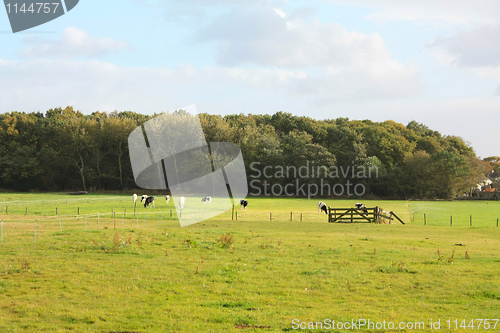 Image of Autumn meadow