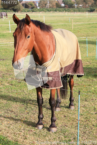 Image of Lovely brown horse