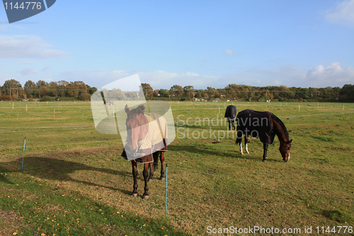 Image of Horses in the field