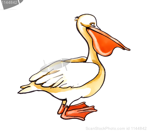 Image of pelican