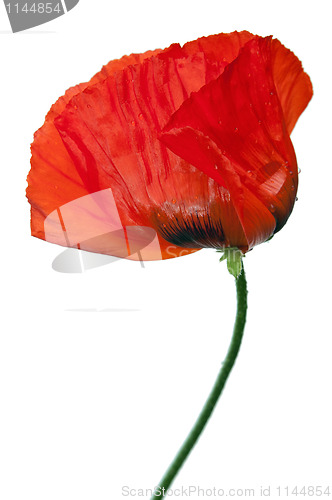 Image of  Red poppies after a rain, it is isolated on white