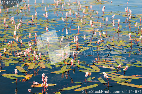 Image of Water plants on a surface of wood lake