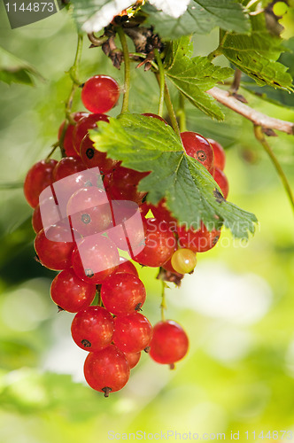 Image of Cluster of a red currant 
