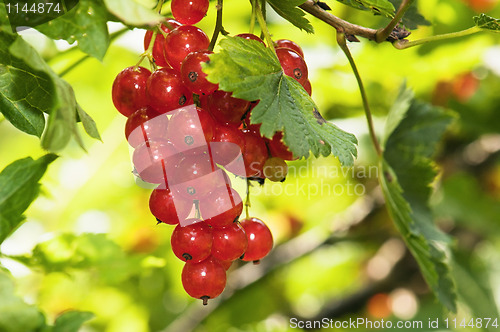 Image of Cluster of a red currant 