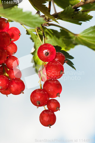 Image of Cluster of a red currant 