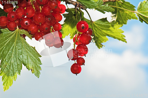 Image of Cluster of a red currant 
