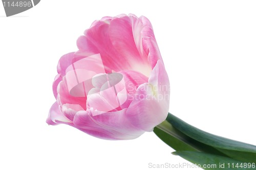 Image of Pink tulip