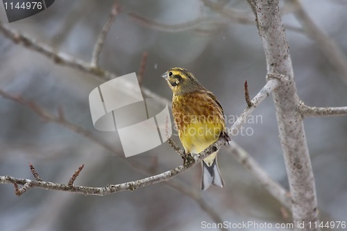 Image of Yellowhammer