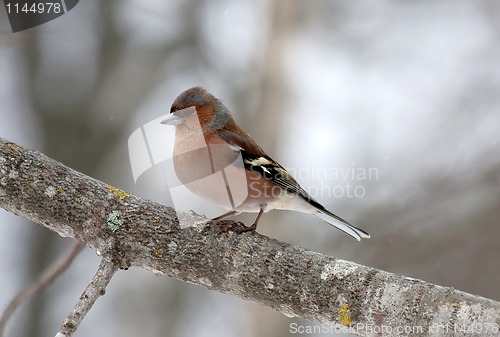 Image of chaffinch