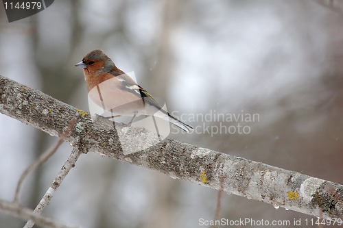 Image of chaffinch