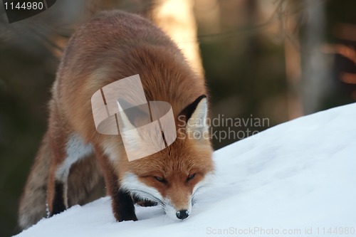 Image of red fox