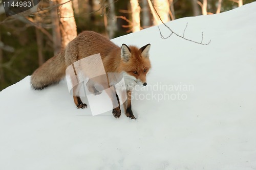 Image of red fox