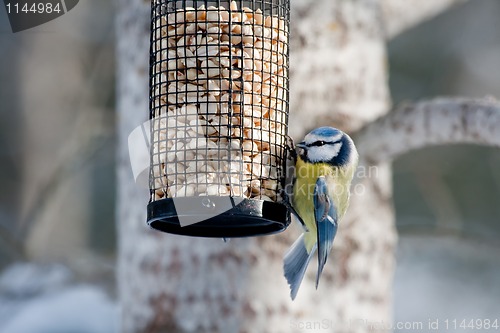 Image of blue tit on feeder