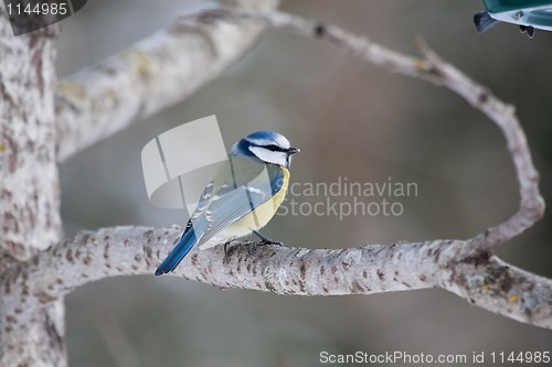 Image of Blue tit