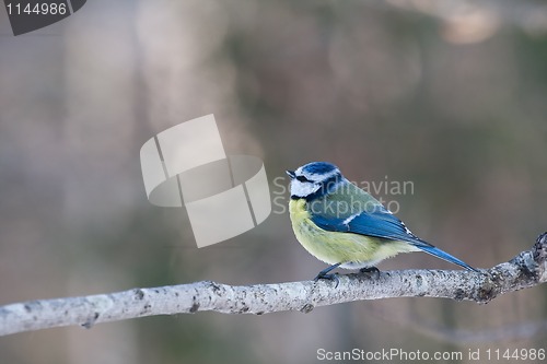 Image of Blue tit