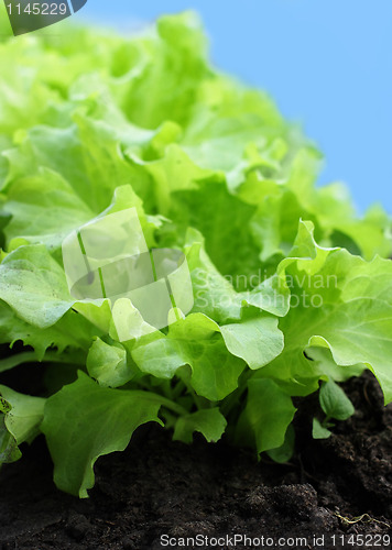 Image of Lettuce garden